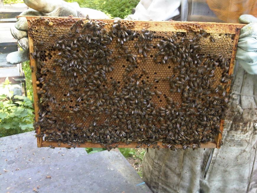 Save the bees! Sponsor a hive!